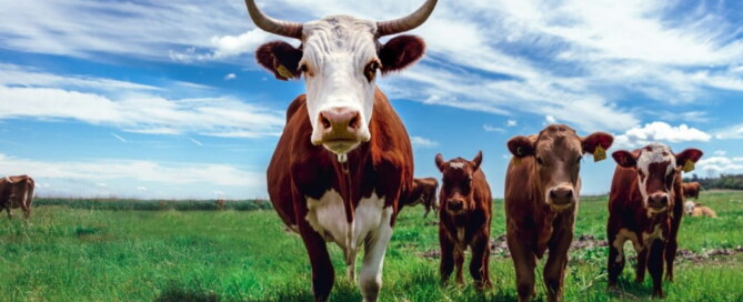 a group of cows in a field