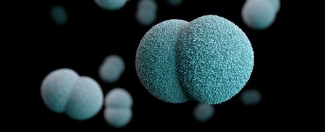Neisseria meningitidis